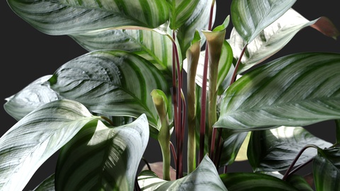 Hyperrealism In 3D Plants