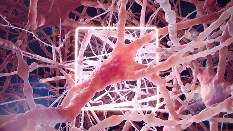Leveraging Blender to model and visualize the neuro-glia-vascular (NGV) ensemble